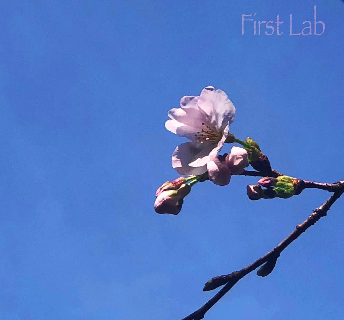FirstLab17's tweet photo. ✳︎スタッフKです

多磨墓地にお墓参りに来ています
いつもはこの時期
早めのお花見ができるのですが
この一輪だけでした

この気温なら一気に
芽吹きそうですね🌸

#エンジニアの休日
#お墓参り
#桜はまだ 
#多磨墓地 https://t.co/2Tq0meKvei