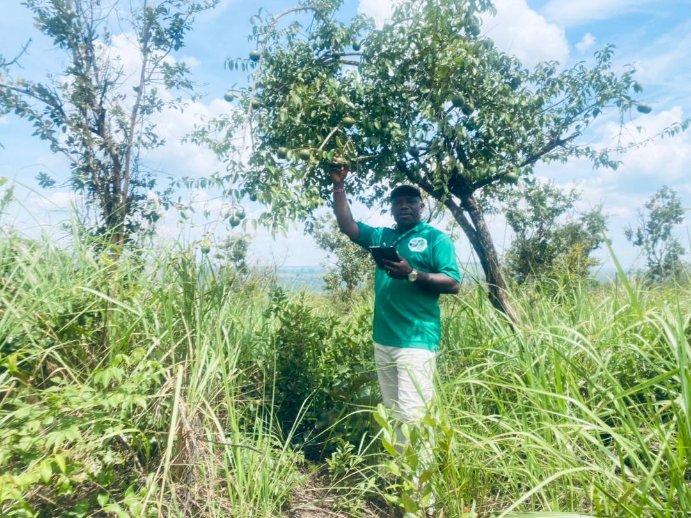 CAGDFT (@rdc_cagdft) on Twitter photo #RDCongo #foresteriecommunautaire
Les communautés de #Mbanza dans la province du kwilu ont reboisé 5ha 🌳 par les espèces d'acacia, le wenge et ls arbres fruitiers ds le but d reconstituer l capital forestier de leur #cfcl une activité phare du #PSG✌
<a href="/TenureFacility/">The Tenure Facility</a>
<a href="/fonaredd/">Fonaredd_RDC</a> #RDCongo #foresteriecommunautaire
Les communautés de #Mbanza dans la province du kwilu ont reboisé 5ha 🌳 par les espèces d'acacia, le wenge et ls arbres fruitiers ds le but d reconstituer l capital forestier de leur #cfcl une activité phare du #PSG✌
<a href="/TenureFacility/">The Tenure Facility</a>
<a href="/fonaredd/">Fonaredd_RDC</a>