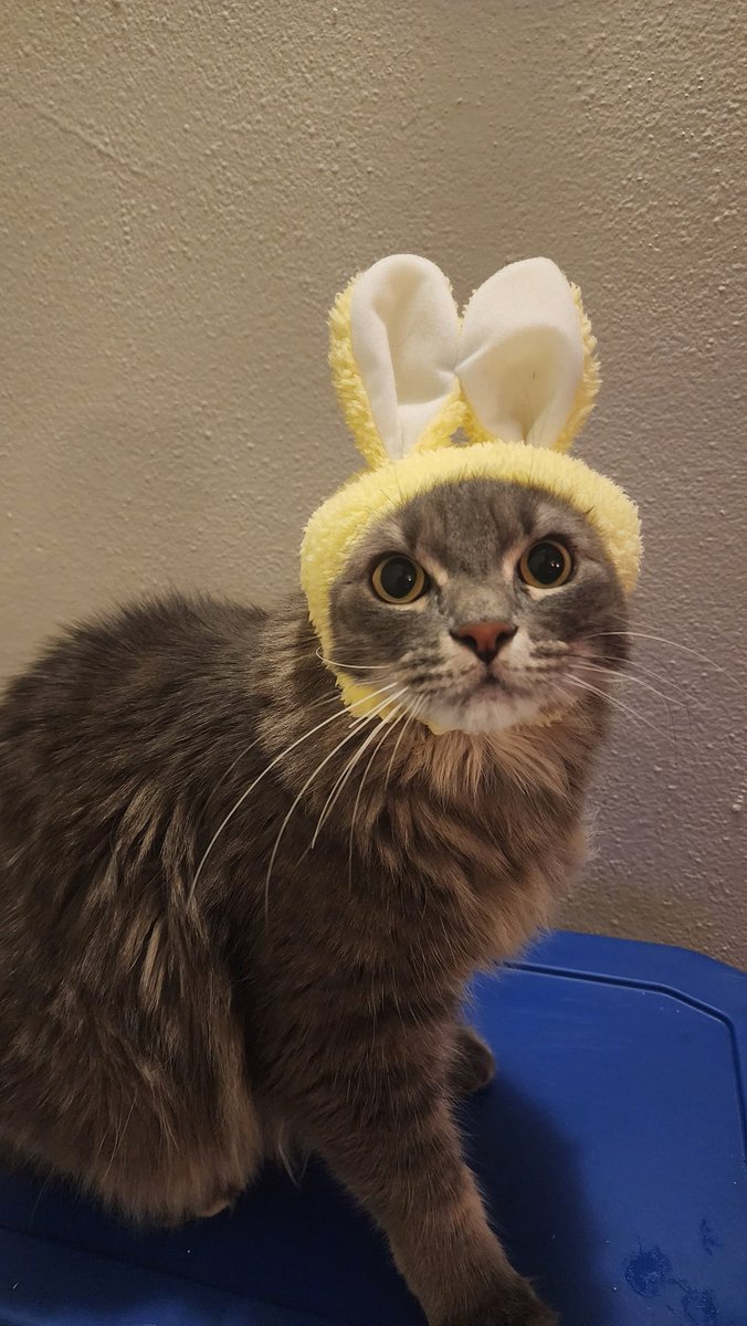 rinb009's tweet photo. Daily Dose of Cat! 
Jamison is ready for Easter 🐣 

#fluffycat #eastercat https://t.co/KysQythXcO