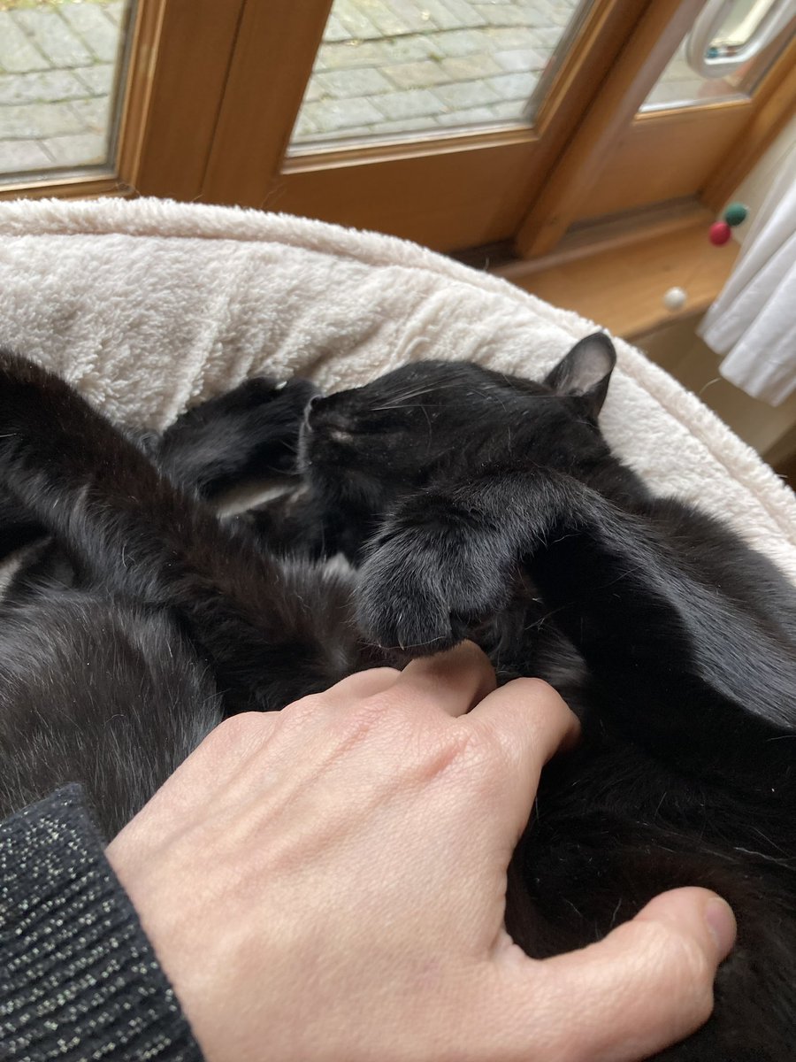 @RolfatWarwick enjoys a fuss while in deep sleep… keep at it Rolfie! 🥰🐈‍⬛🐾💤 #RolfWithRolf