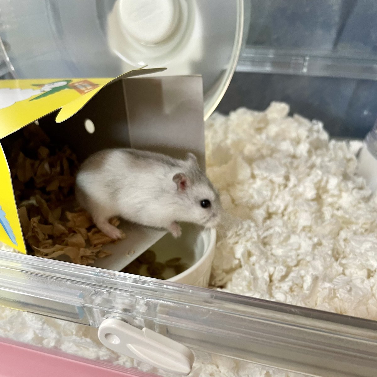 きちこ (@kiti9ii) / Posts / X