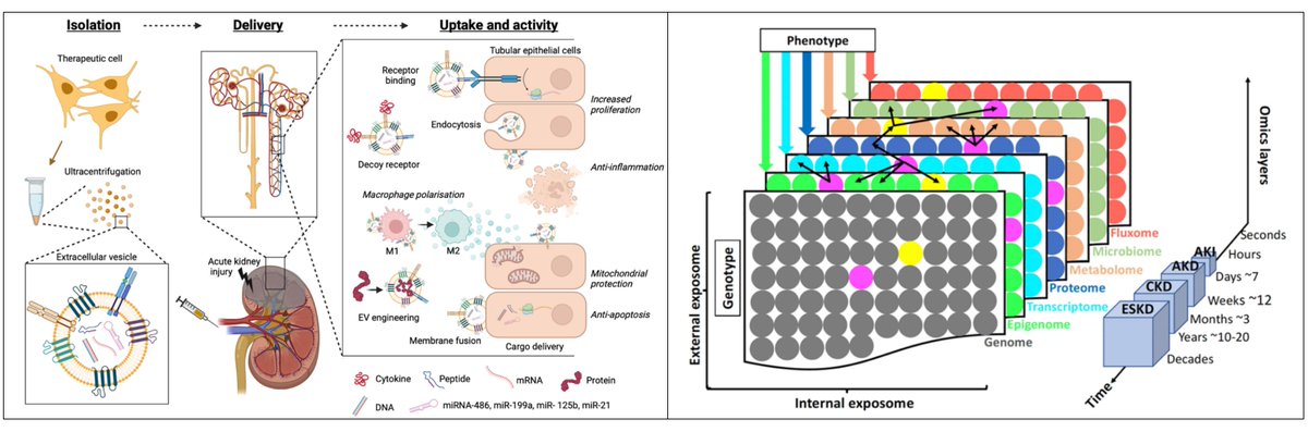 Systems approaches to cell culture-derived extra-cellular vesicles for acute kidney injury therapy: prospects and challenges doi.org/10.1093/functi… @TheWKRU @TaipeiMedicalU