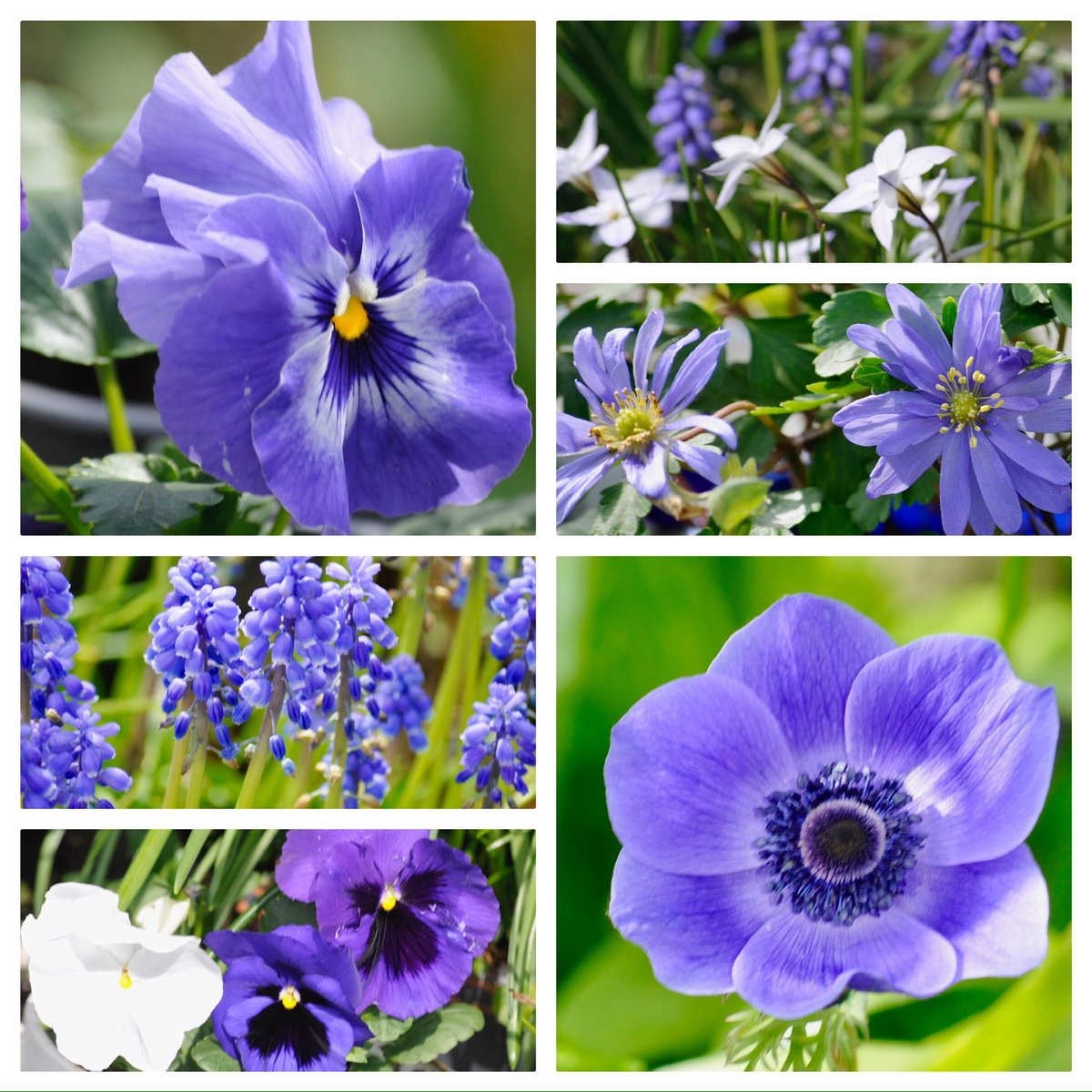 #SixOnSaturday Happy Easter Saturday folks!! Balcony blues!  🌿💜🤍💙🌿💜🤍💙🌿 #gardening #flowers #flowerreport #GardeningTwitter #purple #balcony #ancoats #blue #Manchester #springbulbs  #spring  #march