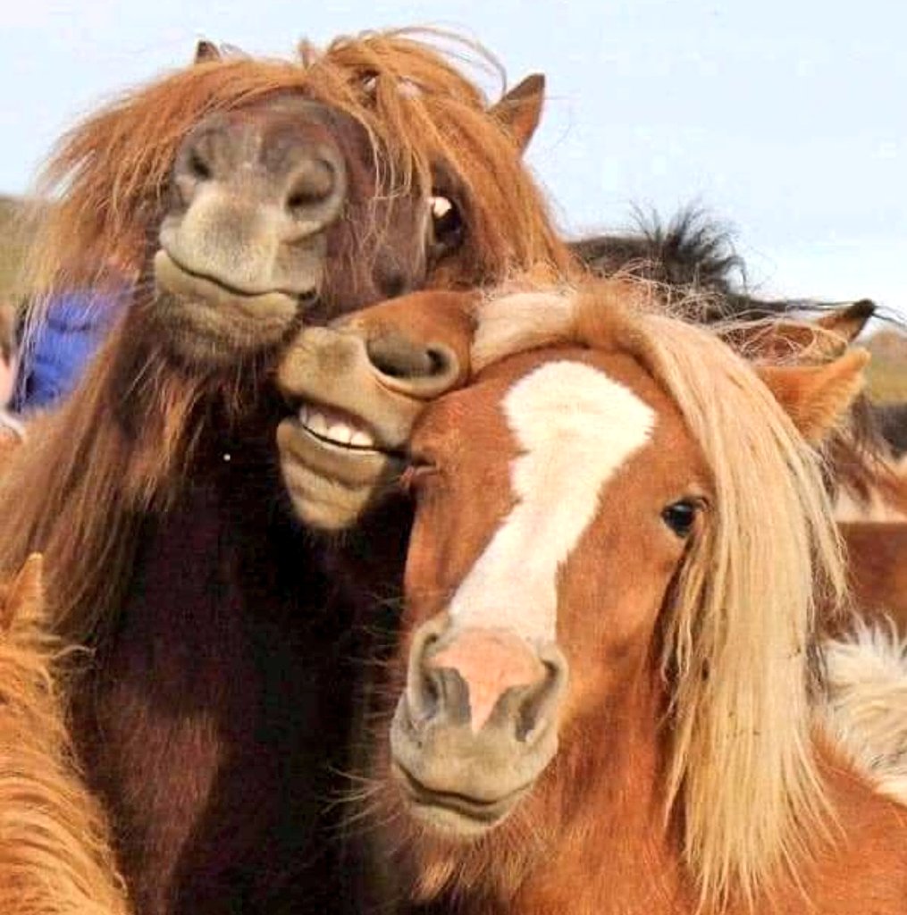 Panterita (Tiny Panthera) 🐈‍⬛ tweet media