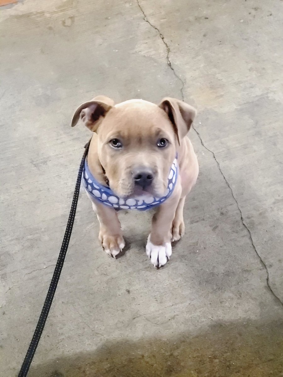 BerzerkinLeo's tweet photo. @sfgov HELLO $200DOLLAR REWARD 4 my son Leo my wife had him she was at civic center in San Francisco had 2 get a shopping cart 2 keep him dry was waiting 4 her bus a man in a car kept calling her she runs over and wasn't even 15 feet away cart was gone no one knew what happened https://t.co/1loTWKFlfq