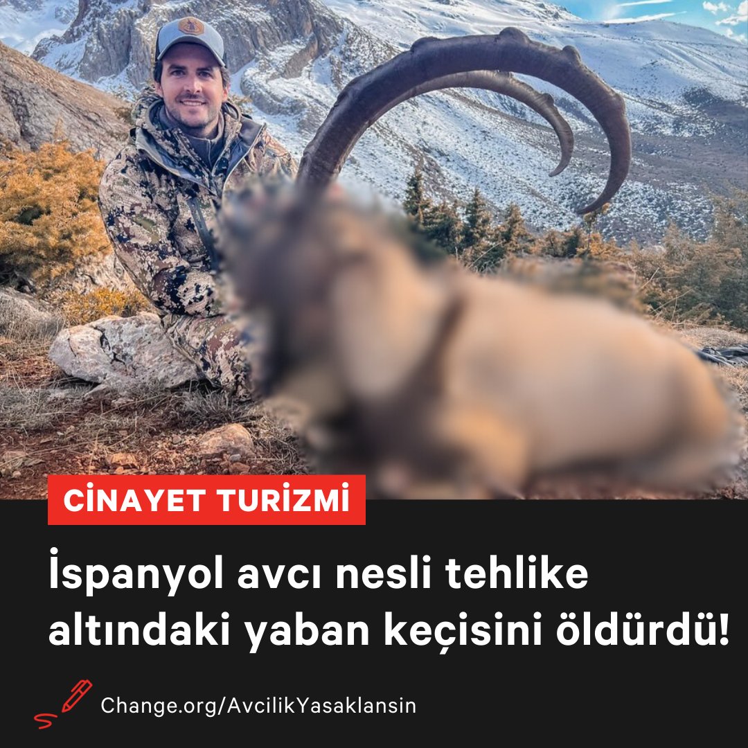 Bu nasıl turizm! Av turizmi için Adana'ya gelen ispanyol avcı Anadolu Yaban Keçisi'ni öldürdü ve sosyal medya hesabında 'gerçek bir deneyim çılgınlığı' yorumuyla paylaştı. Türkiye 'av turizmi' adı altında para karşılığı yaban hayvanlarının öldürülmesine izin veriyor. Başka bir