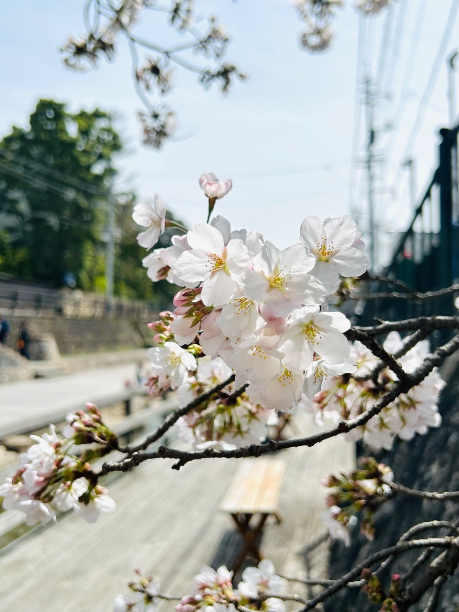 そっしてー！！こちらも💁‍♀️
玉造アートボックス11周年感謝祭！開催中🌸🌸🌸
お昼に撮った桜の花はこんな感じ☺️🌸
皆さまのお越しをお待ちしてまーす♪😆

#玉造アートボックス #玉造温泉 #松江市 #島根県