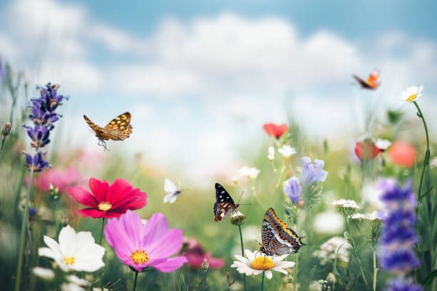 WarriorsWaste's tweet photo. Spring is upon us bringing rebirth and renewed energy. May all our fellow volunteers have a blessed Easter weekend and celebrations. 
Congratulations to all who have contributed to the Spring Clean. Wythenshawe is lucky to have you as residents 🙏🏻🐣🌳 https://t.co/pR5i3azXWD