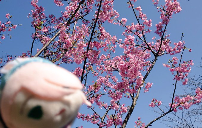 「虚化前景 桜」のTwitter画像/イラスト(新着)