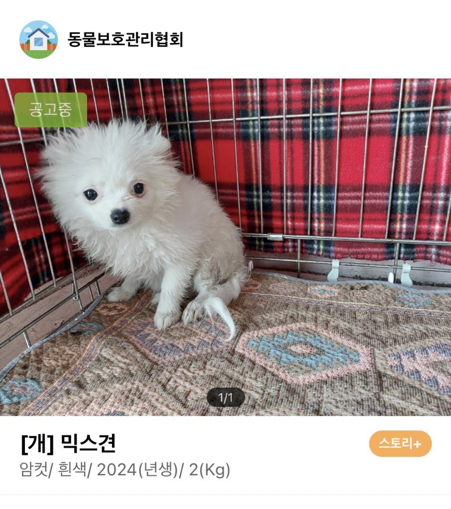 nomonkey0's tweet image. 어느날 갑자기 나타난 흰숭이🐒