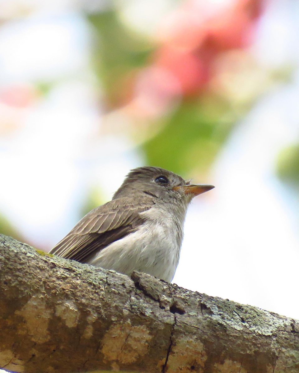 vrundavs's tweet photo. Asian brown flycatcher…& it’s beautiful world of fruits 🍇
#tinybirds #flycatchers #IndiAves #vrupix https://t.co/houxQkUtw0