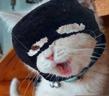 SkiMaskCat tweet media
