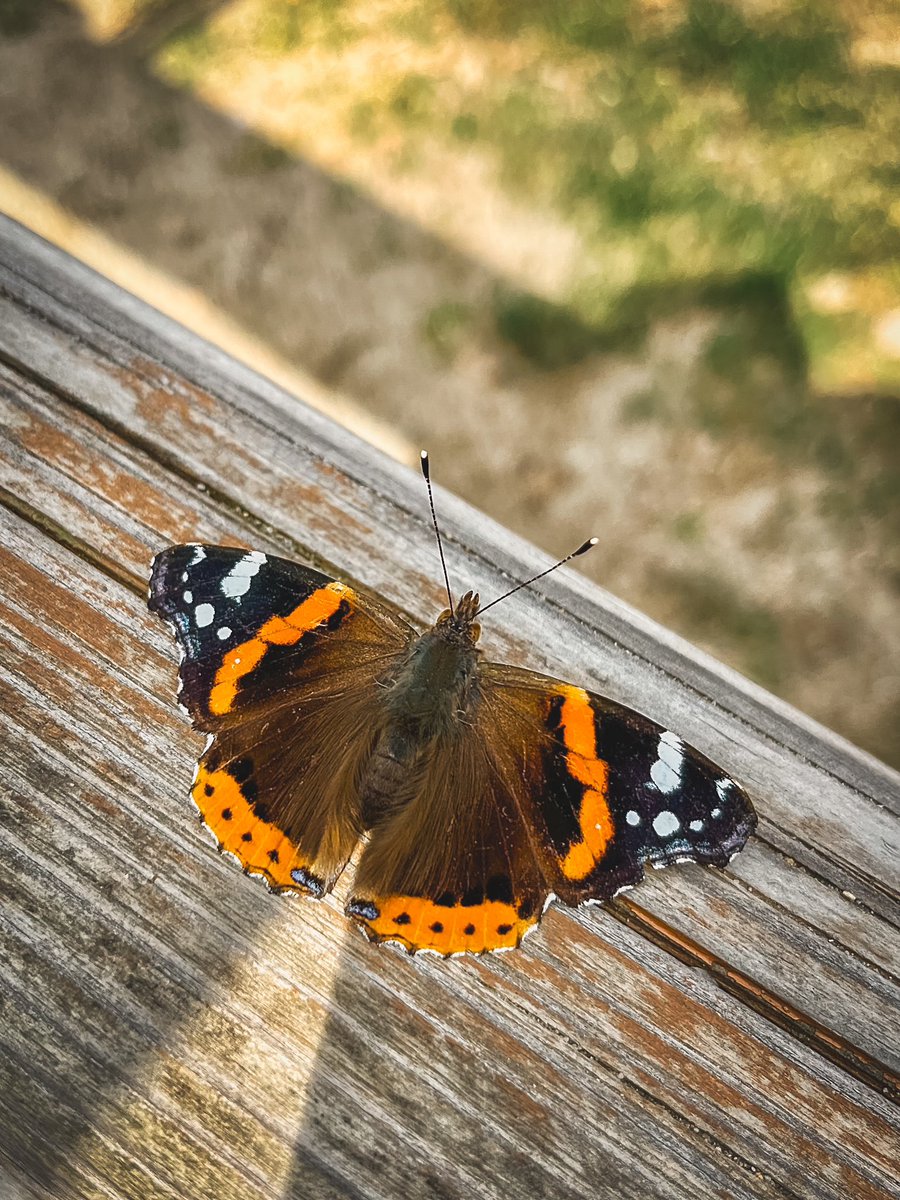 OneStepForward7's tweet image. 🦋 To niesamowite, jakie natura potrafi tworzyć dzieła sztuki - każdy wzór na skrzydłach jest unikatowy! #natura