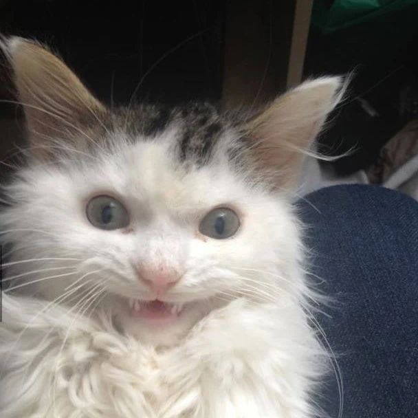 Punch Cat (@punchingcat) on Twitter photo 