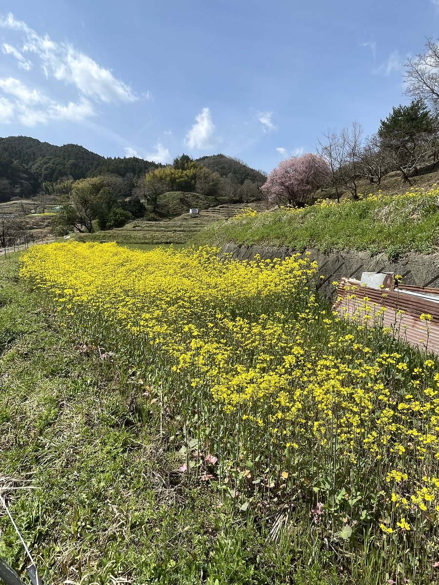 こんばんは。 明日香村稲渕の風景です。 菜の花と桜の対比がとても美しく思えます。