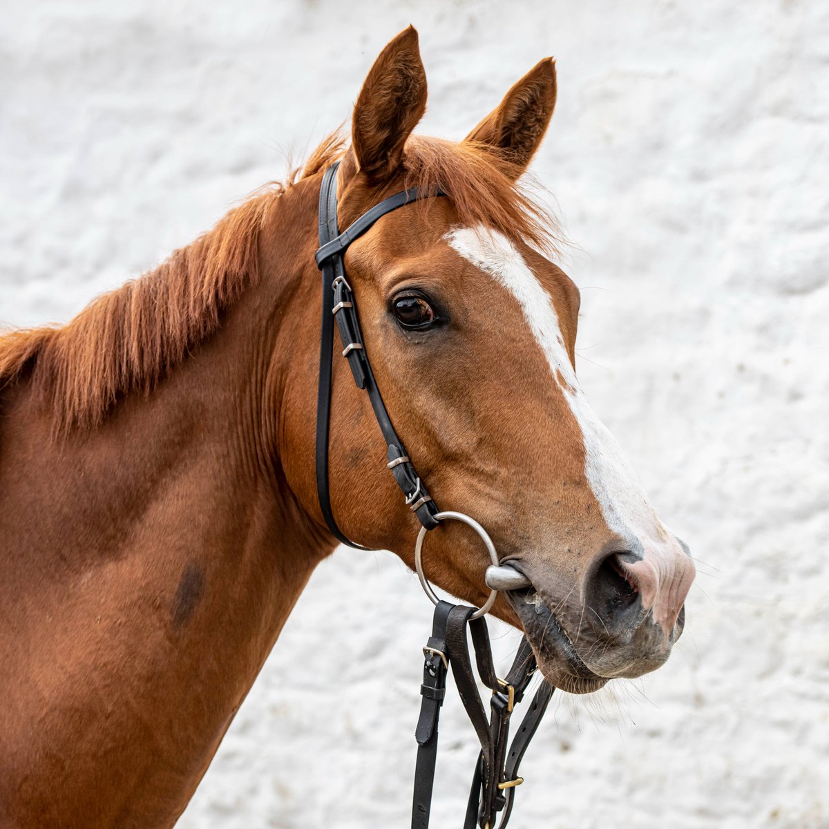 Northern Express is now a non-runner at @MusselburghRace due to the heavy ground. There's a long season ahead and plenty to look forward to with him.