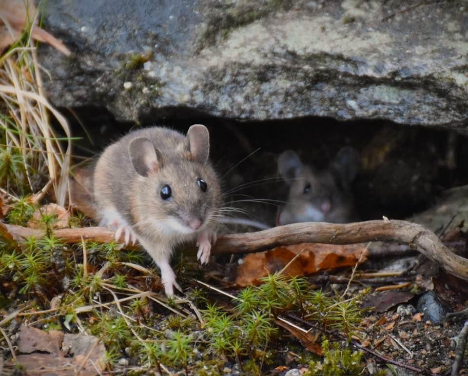 Nyskjerrige naboer på hytta.
God påske 🐥🐣