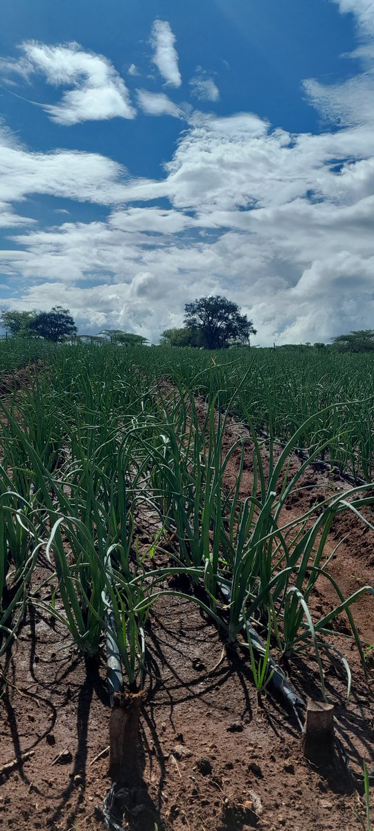 o_rapong's tweet photo. At the 7th leaf stage,ready to top dress  our onions:Yara liva nitrabor (50kg/acre)Yaramila winner(50kg/acre) and Yaravita crop boost (2l/acre.Each stage counts #Mbolea ni Yara from @YaraKenya @rodgers_kirwa @Billngeno @IrriHub @OnionDoctorKe https://t.co/os4wsyQwAA
