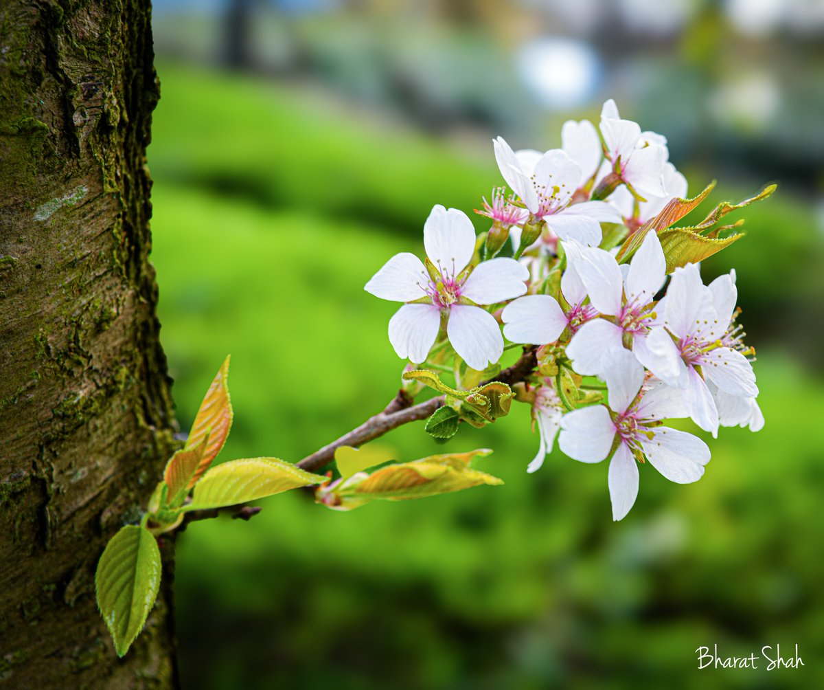 #Spring2024 Oldbrook Green, Milton Keynes. Last Sunday. #Scenesfrommk #thephotohour #MacroHour