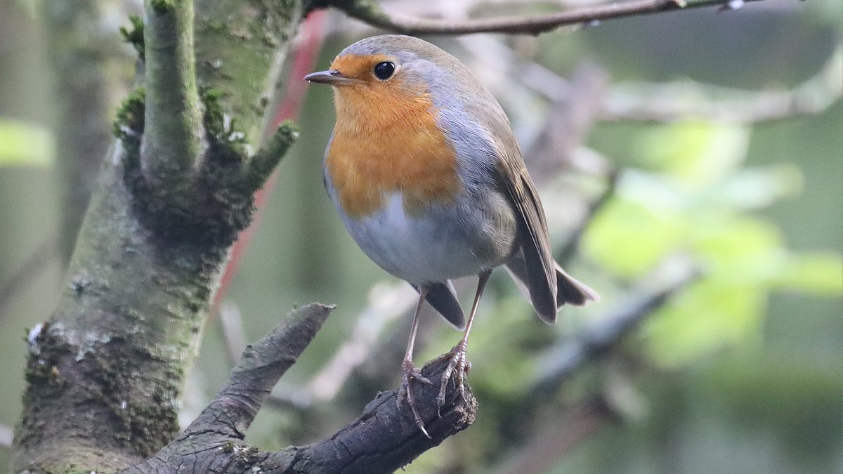 IsaVerbist's tweet photo. 🧡 Have a lovely Easter weekend 🧡
#Robin #BirdsSeenIn2024 #robinsoftwitter #photography #birdphotography #ThePhotoHour #NaturePhotography #birdtonic #TwitterNatureCommunity #BirdsOfTwitter #birdwatching #naturelovers #birdlovers #channel169 #BirdTwitter #birding #ddor https://t.co/JMxG9T1gLJ