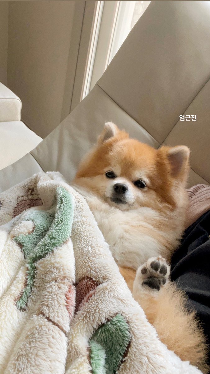 식빵개 tweet media