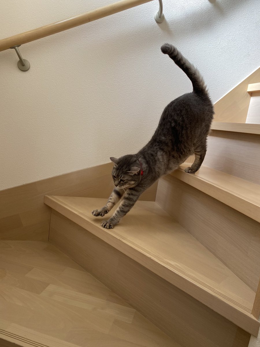 寝起きは階段を降りながら伸びをしてくスタイル