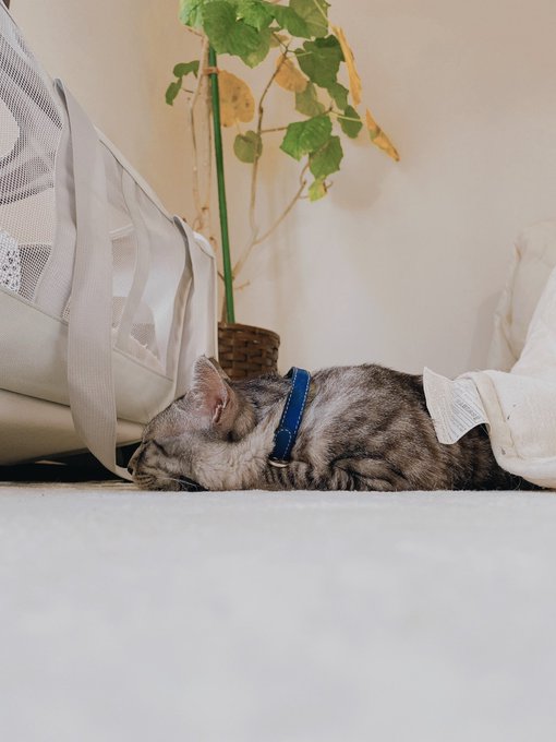 ママの真似する猫可愛い&hellip; https://t.co/Cx2AEunpIL<a href="/tag/%E7%8C%AB%E3%82%B1%E3%83%A0%E3%83%AA"class="tags"><span>#猫ケムリ</span></a><a href="/tag/%E8%A6%8B%E3%81%88%E3%82%8B%E3%82%B1%E3%83%A0%E3%83%AA"class="tags"><span>#見えるケムリ</span></a>