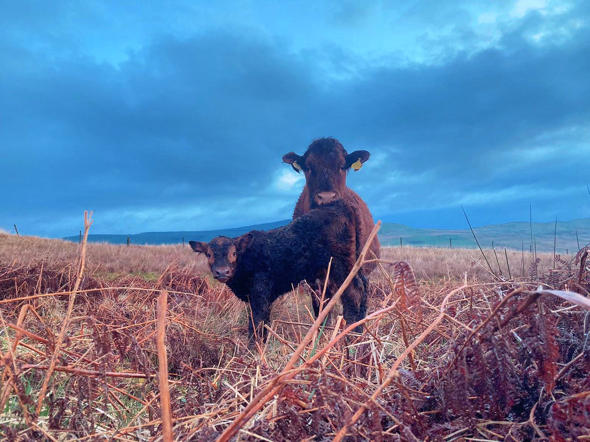 A horrendous week weather-wise, but calving 2024 has kicked off here & these Luings make easy work of calving on the hill ground. We have our first 20 calves now, another 82 to go. Hopefully we get some drier weather for them, but currently everyone taking it in their stride.