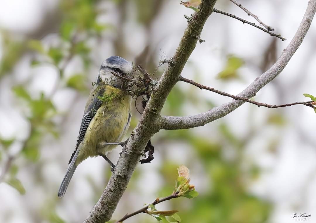 Nothing like trying to blend in. Busy blue tits with nesting material @CanonUKandIE @BBCSpringwatch @WildlifeMag @Natures_Voice @scenesfromMK #scenesfrommk @theparkstrust #theparkstrust #Buckinghamshire