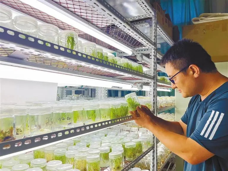 PDChina's tweet photo. With a 37-year history of #spacebreeding, China has for the first time introduced space-bred #flowers for sale online, with the 1st batch including a new variety of Coral Lily, Chinese roses, and carnation flowers. The flowers boast a longer bloom period and a stronger fragrance. https://t.co/xGvjAp8fSP