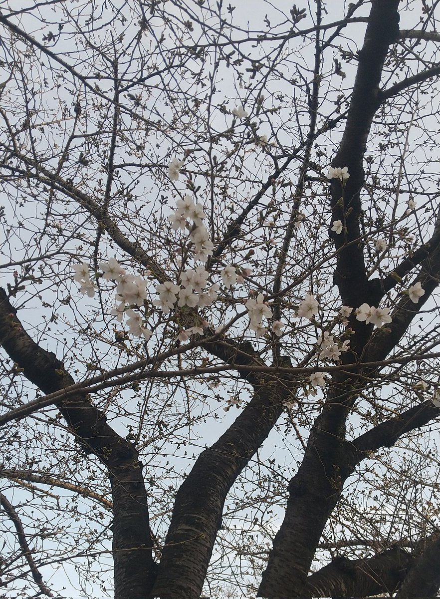 「桜が咲いてました。風も気持ちいい。春ですね。 」|あまいろ@ティア【ち01a】のイラスト