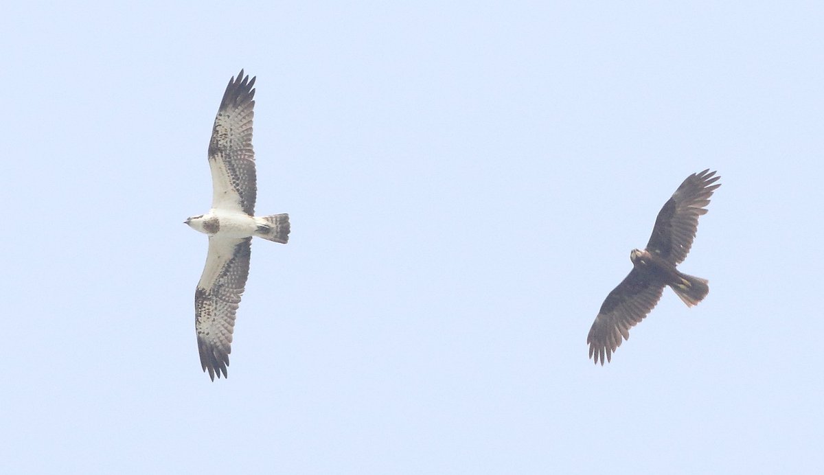 Een mooi warmtefront in aantocht einde ochtend, geldt dat ook voor de roofvogels? Lichte alertheid geboden in het midden en oosten vh land vandaag #vogeltrek