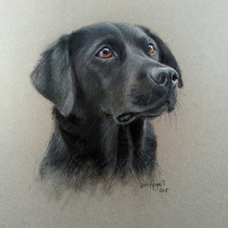 A portrait of a young Labrador to greet you today.  I was commissioned to portray this beautiful dog in 2018. -soft pastels on Canson Mi Teintes paper 😊