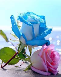 jaydarwinh's tweet image. Beautiful flowers.