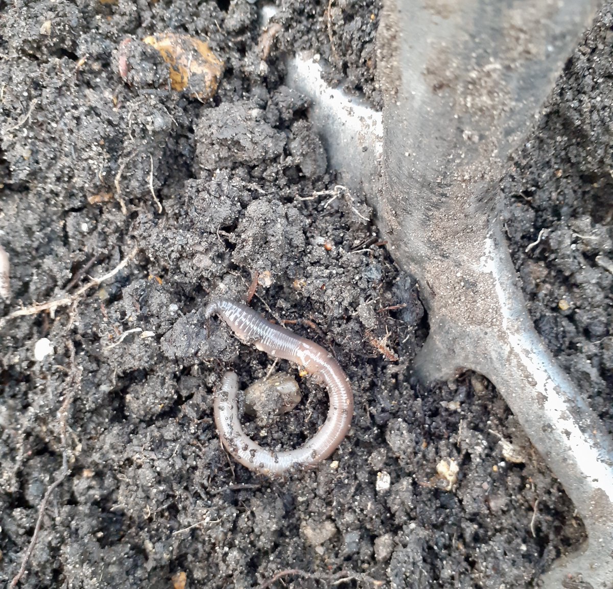 Are Earthworms intelligent? Charles Darwin thought they might be 🤔 I'll be telling the story on @tobybuckland 's brilliant radio show for #gardeners Easter Sunday 10am - 2pm @bbcdevon Tune in from anywhere on @bbcsounds 😀 #GardenersWorld #gardening #garden