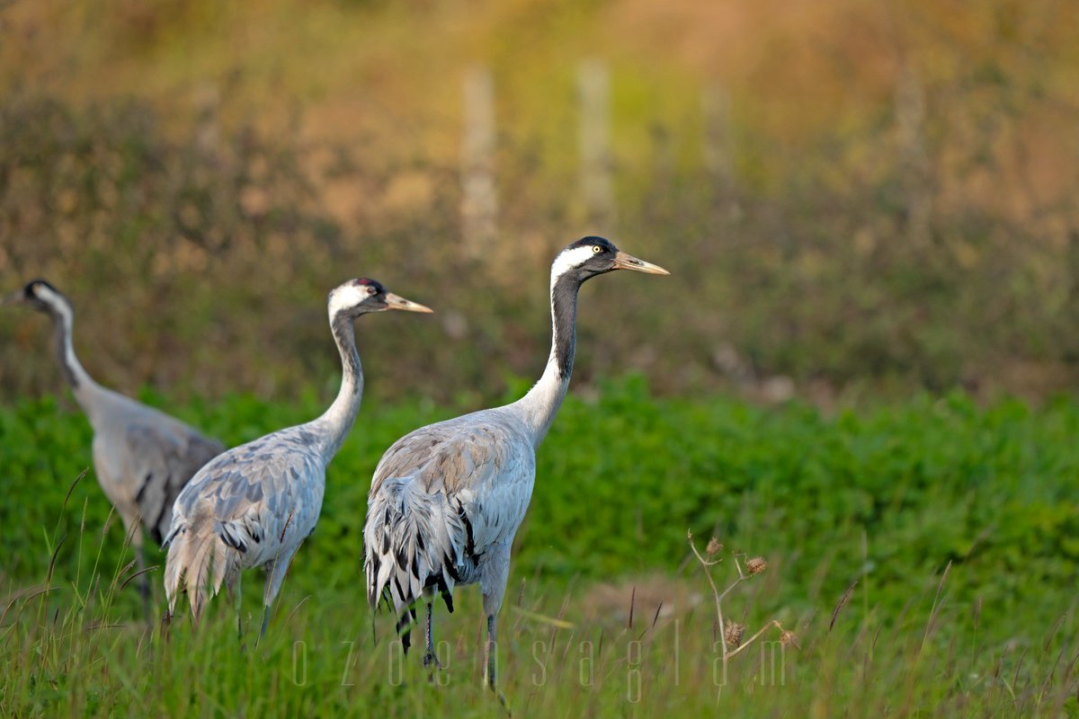 Turna / Common Crane Kızılırmak Deltası / Samsun @birdphotography @samsun @bafra @turna @grusgrus @kızılırmakdeltası