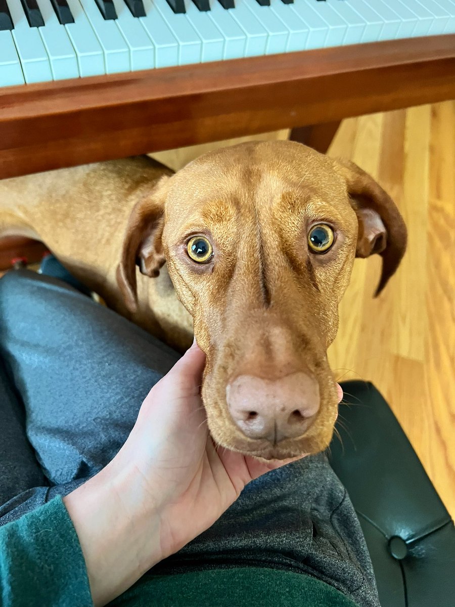 I am back home after spring break! 😃 #vizsla