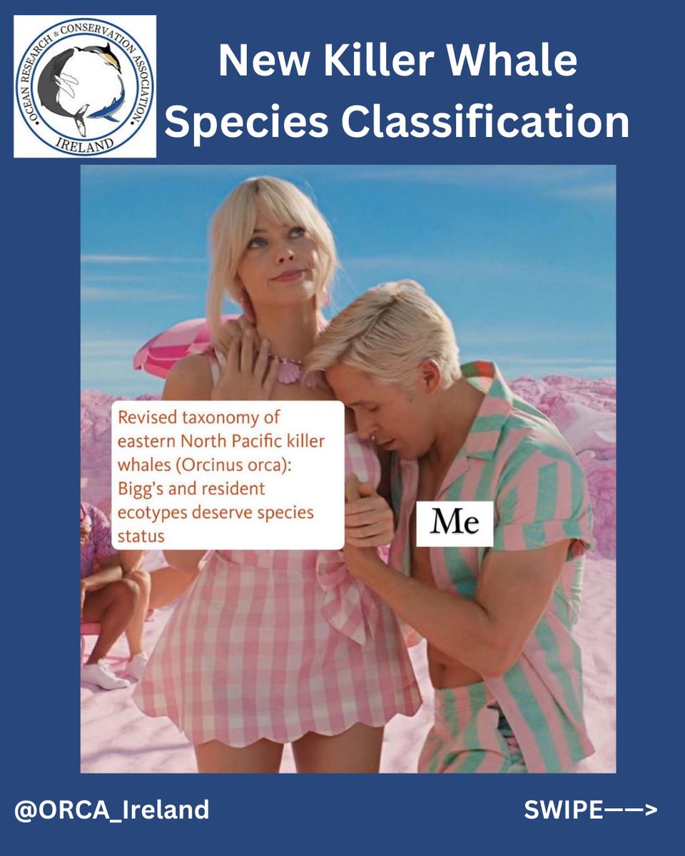 Ocean Research & Conservation Association tweet media