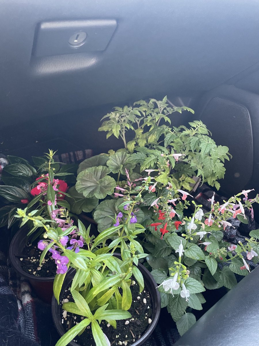 Sarah Alwardt (@alwardt_sarah) on Twitter photo Just went to the plant sale at Wheeler High School. Can’t wait to see the butterflies and bees enjoy these flowers. Well done, Wheeler students!! <a href="/Wheeler_High/">Wheeler High School</a> <a href="/PtsaWheeler/">Wheeler High School PTSA</a> <a href="/HoltWildcat/">WildcatPrincipal</a> <a href="/PowersFerryES/">Powers Ferry Elementary School</a> <a href="/CobbSchools/">Cobb County Schools</a> Just went to the plant sale at Wheeler High School. Can’t wait to see the butterflies and bees enjoy these flowers. Well done, Wheeler students!! <a href="/Wheeler_High/">Wheeler High School</a> <a href="/PtsaWheeler/">Wheeler High School PTSA</a> <a href="/HoltWildcat/">WildcatPrincipal</a> <a href="/PowersFerryES/">Powers Ferry Elementary School</a> <a href="/CobbSchools/">Cobb County Schools</a>