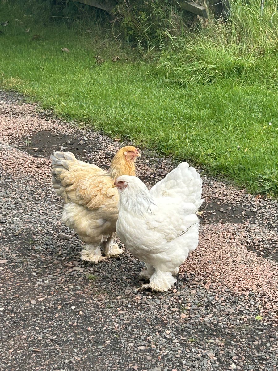 Look at the size of this egg! Clever girl! Think it was Kylo Hen. A double too!