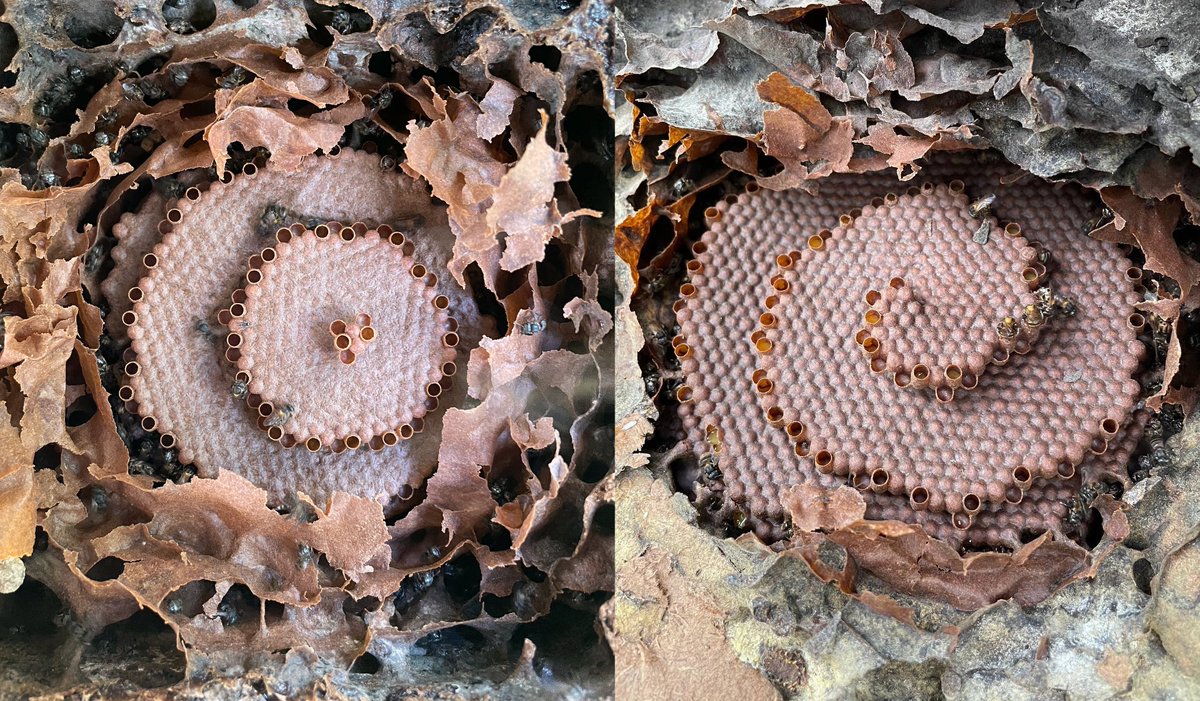 Study led by my student @dipietroviviana on the inheritance of alternative nest architectures in stingless bees available on the Current Biology website! Stacked or helicoidal nest architectural traditions persist across different worker generations! 🧵authors.elsevier.com/c/1inWS3QW8S6D…