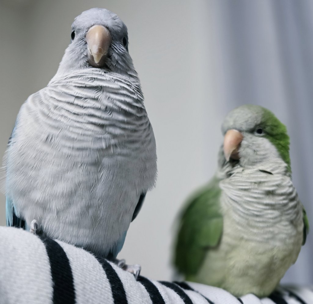 크롱이는 오늘도 뽀로로만 바라봅니다... 옆에 가서 시비를 걸고 싶다고 생각합니다...