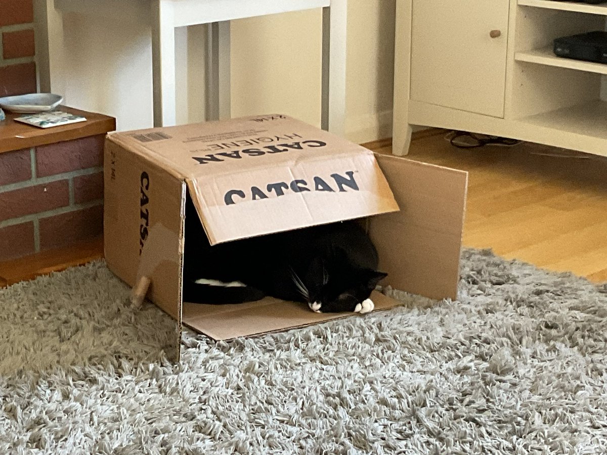 Josh is asleep in his new box. 😍 #Caturday