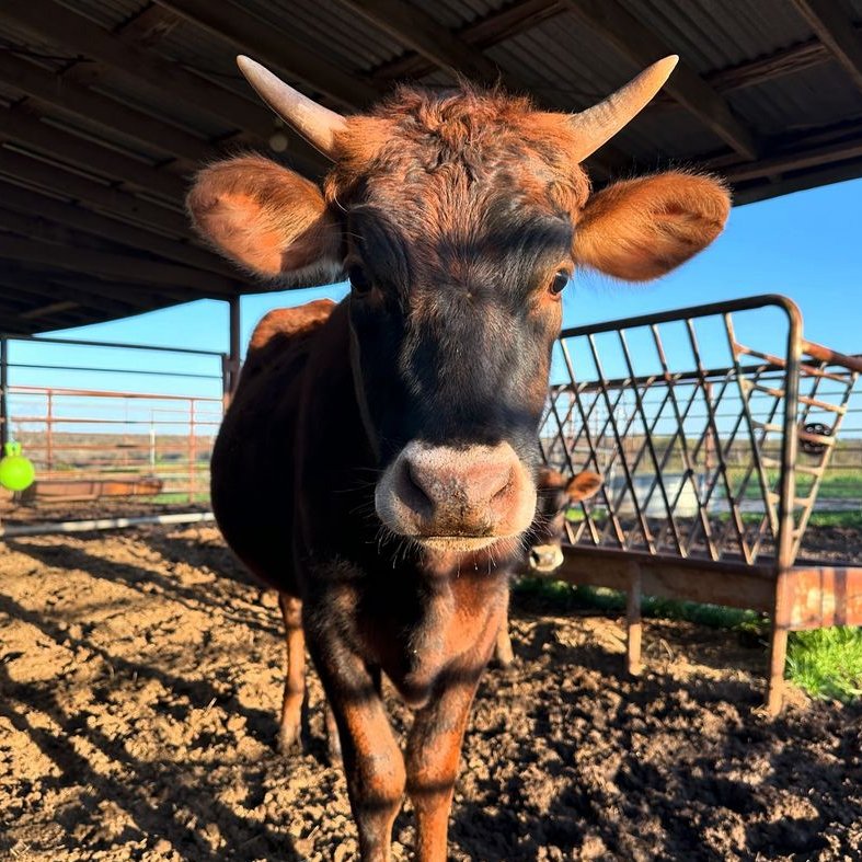 📅 31st March 2024 🐮 Billy Joel 🏷️ Instagram/windyhillfarmtx 💕 #animaloftheday