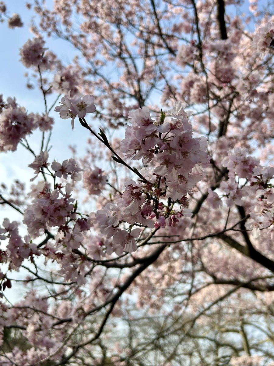 🍥⸝⸝꙳ tweet media