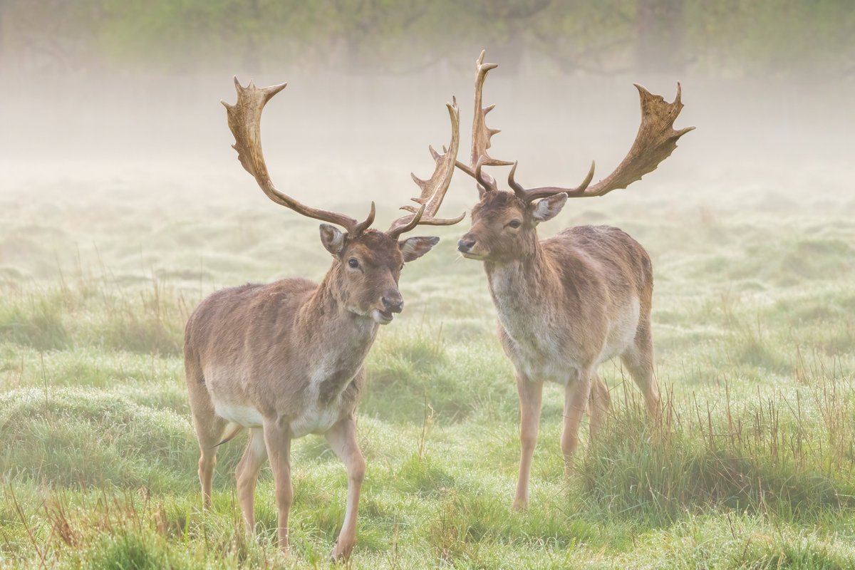 Fallow Buck in lovely early morning mist #BushyPark (may need a click to see full images) 30.03.24 @theroyalparks @TWmagazines @Teddington_Town @TeddingtonNub @twickerati @WildLondon @BritishDeerSoc @ChrisPage90 @itvlondon @Visit_Richmond1 @fbhp_uk