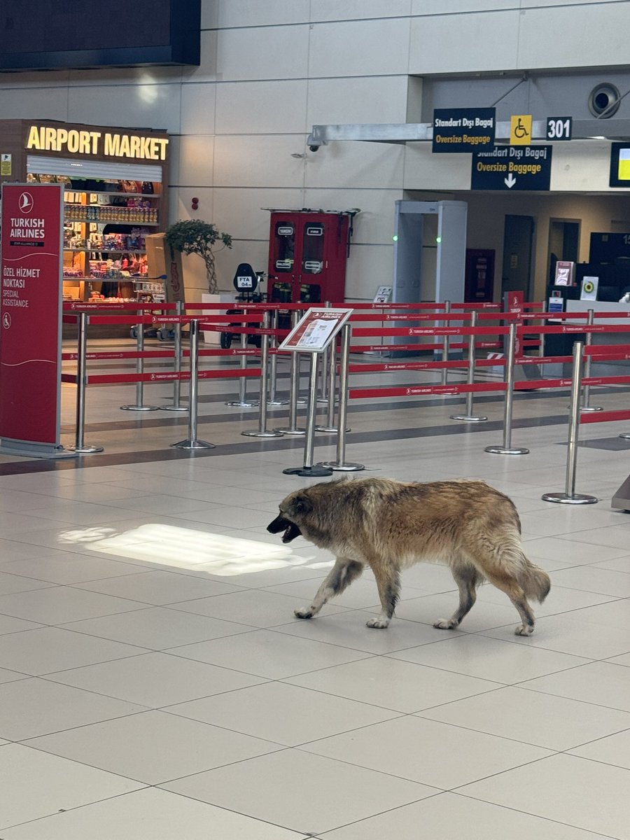 Hindistan da ineklerin kutsal sayılıp her yerde serbestçe dolaşabilmeleri gibi bizde de köpekler bu mertebeye erişti sanırım?? Burası Antalya uluslararası havaalanı ve kontuarda sahipsiz köpekler serbestçe dolaşabiliyor!! #fraporttav #antalyahavaalanı #tav #fraport