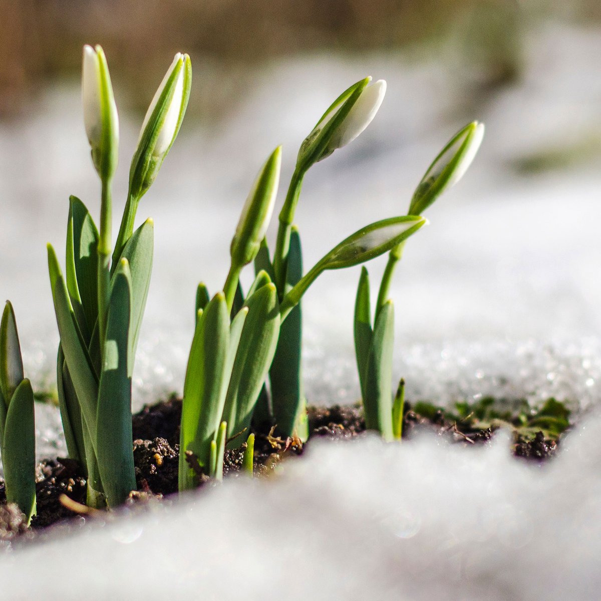 Ooooo you can feel it now! Spring is just around the corner, and we couldn't be happier, because Spring means our cottage season can officially begin. 😀

#spring #cottageseason #aroundthecorner #springiscoming #springawakening #springtime #walkerlakeresort #muskoka #resortlife