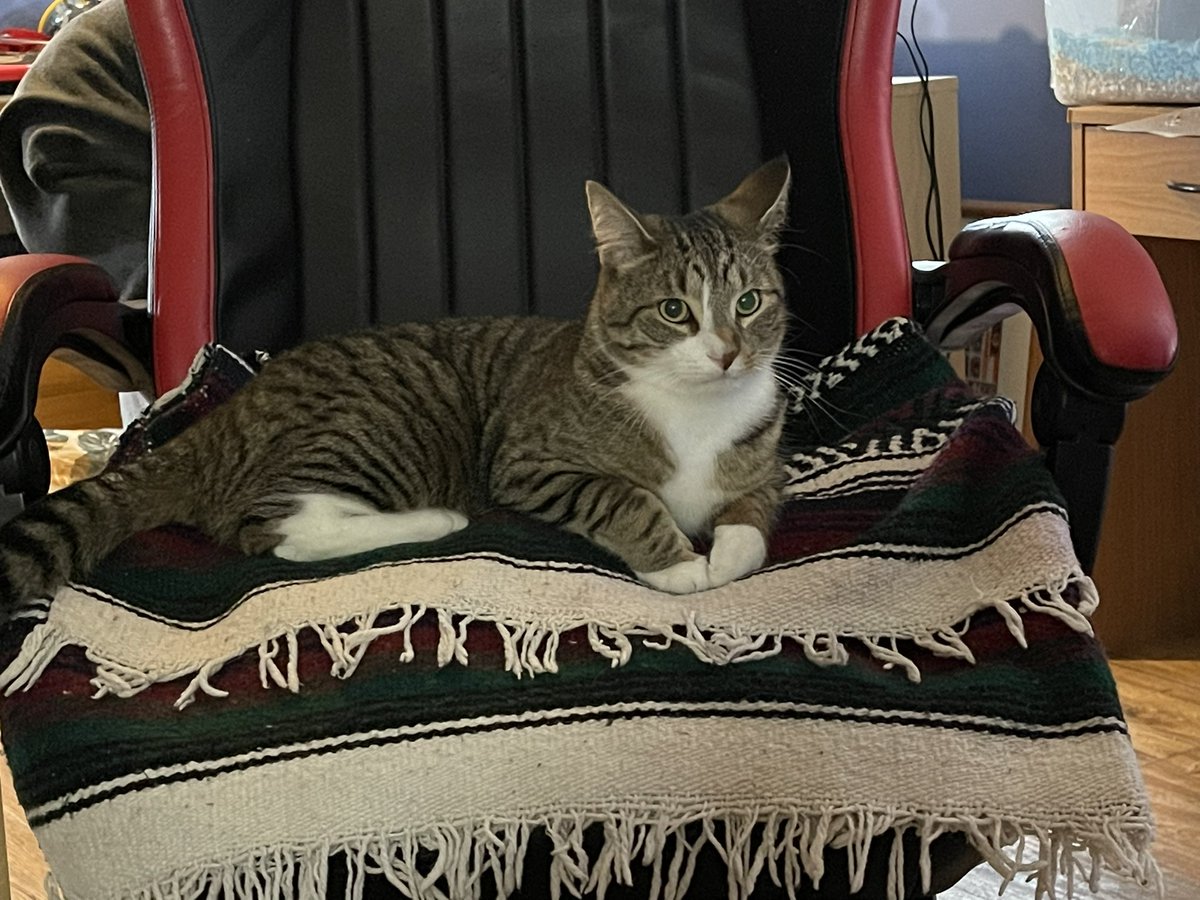 Happy #Caturday my furends! I have stolen the “work” chair from the staff, now they work only for me!!!! Ha ha ha ha! 
#CatsOfX #cats #CatsAreFamily