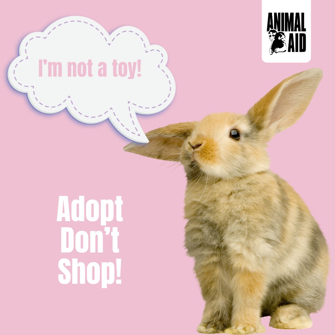 Bunnies aren't just for Easter! So many rescues take in abandoned rabbits. Looking after a companion animal is wonderful, but a huge commitment! Animals aren't presents or toys. And remember, adopt, don't shop! #AdoptDontShop #NotAToy #NotJustForEaster #Rescues #EasterBunny